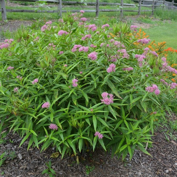 Milkweed Seeds - Etsy