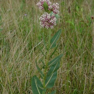 50 Prairie Milkweed seeds. Asclepias sullivantii. image 1