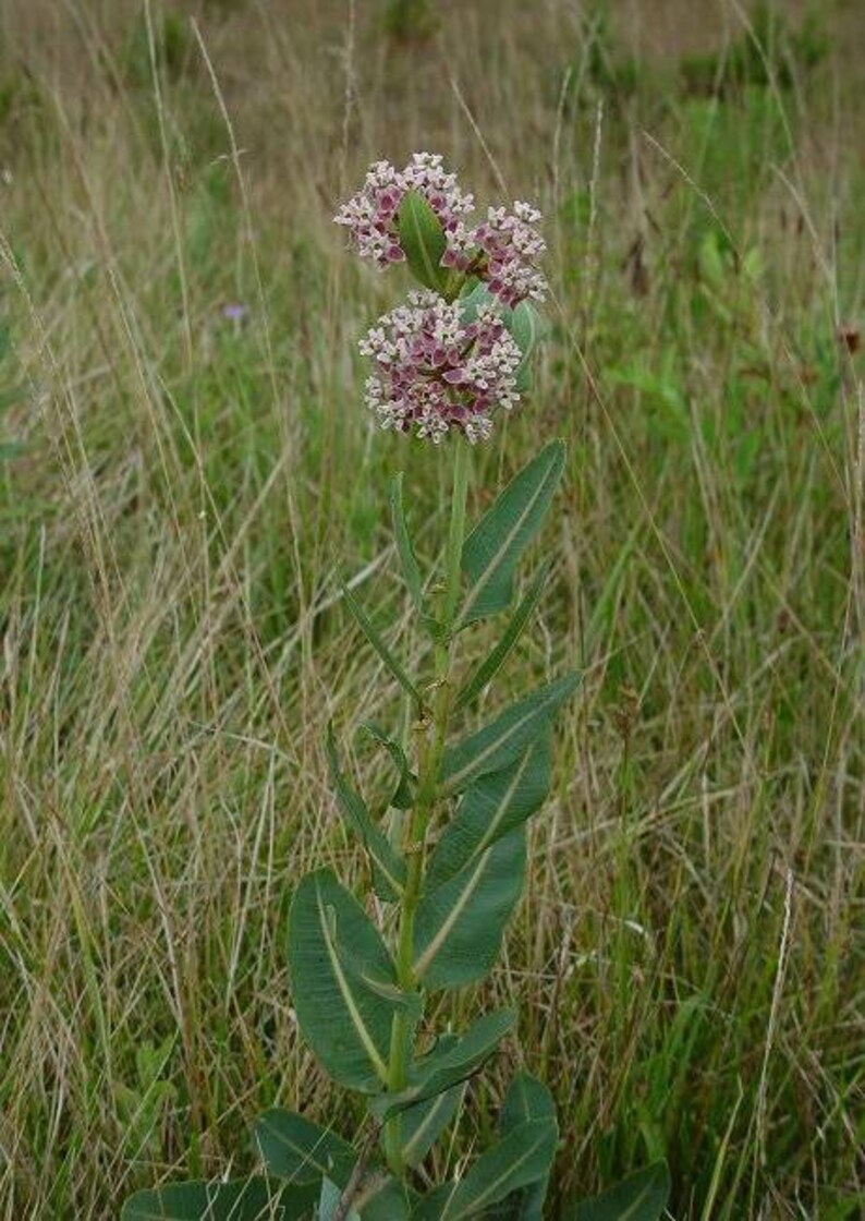 50 Prairie Milkweed seeds. Asclepias sullivantii. image 1