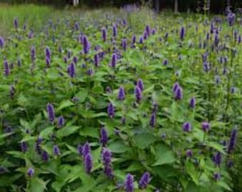 100 Anise Hyssop seeds. Agastache foeniculum.