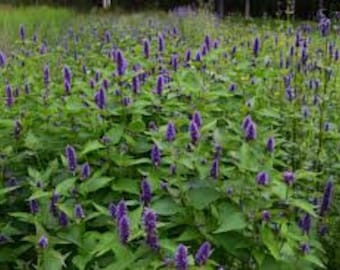 100 Anise Hyssop seeds. Agastache foeniculum. *Medicinal*