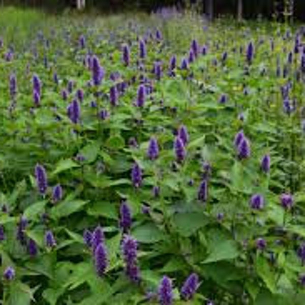 100 Anise Hyssop seeds. Agastache foeniculum.