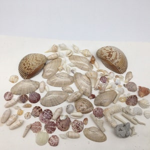 Puede incluir: Una colección de conchas marinas de diversas formas, tamaños y colores, incluyendo blanco, marrón y rosa. Algunas conchas tienen patrones y texturas intrincadas.