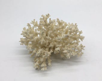 White Finger Branch Coral Lace Specimen 7X6" X 4"H Beach Coastal Sea Decor #1