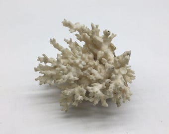 White Finger Branch Coral Lace Specimen 5X4" X 3.5"H Beach Coastal Sea Decor #3