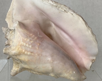 Decorative Extra Large Queen Ocean Pink Conch Seashell Shells 10.5 Natural 4+lb