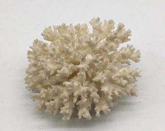 White Finger Branch Coral Lace Specimen 5X4" X 2.5"H Beach Coastal Sea Decor #2