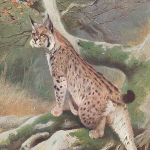 Gorgeous Lynx Eurasian Lynx Wild Cats Wildlife Wild Animals Antique Print 1901