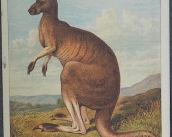 Litografia antyczna z australijskim kangurem, 1875 r.