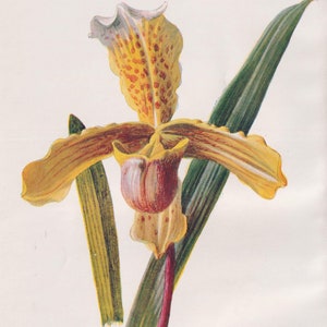 Lady's Slipper Orchid Flower Antique Lithograph Flower Art Print 1898