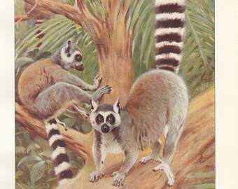 Ring Tailed Lemur Primates Ring-tailed Lemur Art Antique Print 1901