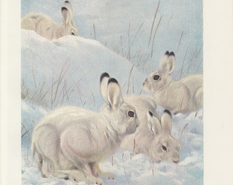 Mountain Hare Bunny Rabbits Antique Art Print 1901