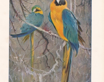 Blue and Yellow Macaw Birds Antique Parrot Art Print 1901