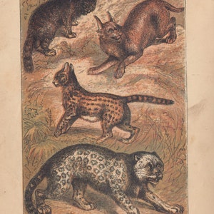 Snow Leopard Scottish Wild Cat Caracal Cat Serval Cat Antique Art Print Lithograph 1879