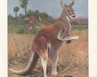 Kangaroo Australia Australian Animal Art Antique Print 1901