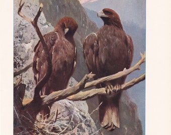Stampa antica di aquila reale, illustrazione di fauna selvatica - 1901