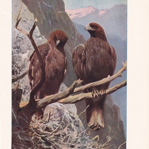 Gorgeous Golden Eagle Birds Wildlife Bird Art Antique Print 1901