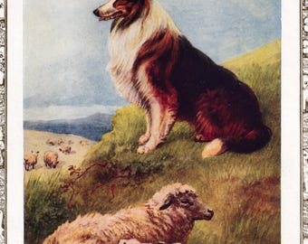 Stampa antica di un cane Collie con pecore e agnelli, anni '20.