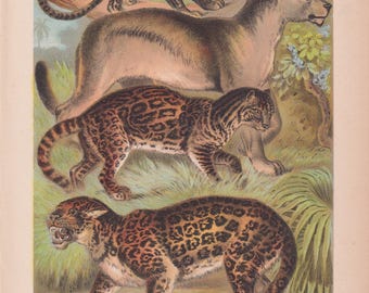 Puma, ocelote, jaguar y pantera. Grabado antiguo, cromolitografía, 1880.