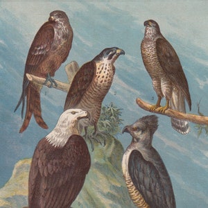 Bald Eagle Bird Hawk Bird Falcon Birds of Prey Wildlife Natural History Antique Bird Chromolithograph 1886