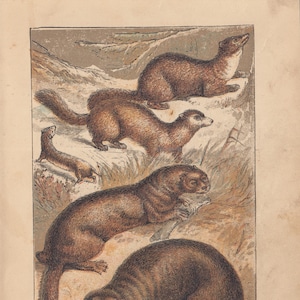 Ferret Weasel Sable Weasel Pine Marten Otters Antique Art Print Lithograph 1879