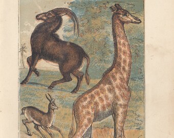 Giraffe Gazelle Antelope African Wildlife Antique Art Print Lithograph 1878