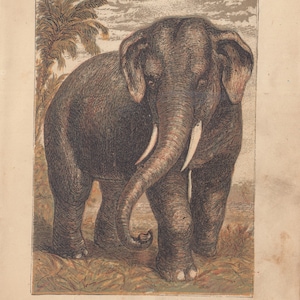 Indian Elephant Wildlife Antique Art Print Lithograph 1879