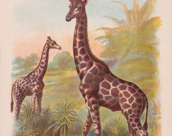 Litografía de jirafa / Impresión artística antigua de animales de 1899