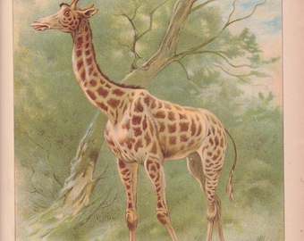 Litografía antigua de jirafas africanas, 1892