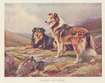 TWO ROUGH COLLIE DOGS LOVELY OLD STYLE DOG ART PRINT READY MATTED