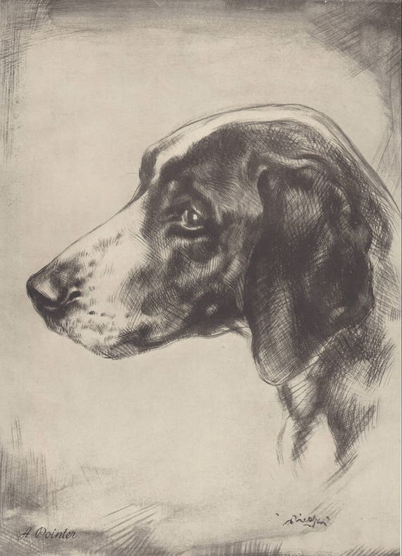 BLOODHOUND THREE PUPPIES LOVELY ORIGINAL DOG PRINT PAGE FROM 1934
