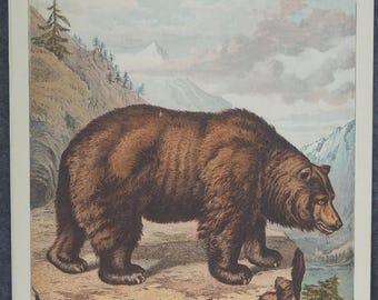 アラスカヒグマ 1910年 白黒プリント 哺乳類の目 アンティーク