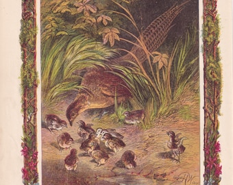Grabado antiguo de faisanes y polluelos, 1870. Litografía de Harrison Weir.