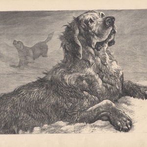 St. Bernard Dogs Saint Bernard Dogs in Swiss Alps Rescue Dogs Antique Print 1878