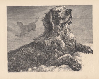 Könnte beinhalten: Eine Schwarzweißillustration eines Hundes, der mit erhobenem Kopf liegt. Der Hund hat ein langes, zotteliges Fell und eine lange Schnauze. Der Hund schaut zu etwas außerhalb des Bildschirms.