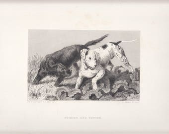 Early Setter Dog & Pointer Dog Antique Steel Engraving Rare Dog Print 1879 by Landseer