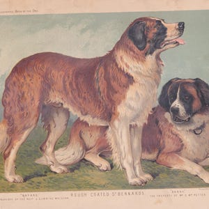 Rough Coated Saint Bernard Dogs Antique ST Bernard Dog Art Print Lithograph 1881