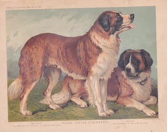 Rough Coated Saint Bernard Dogs Antique Print, Lithograph 1881