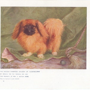 Early Pekingese Dog Antique Pekingese Dog Art Print 1907