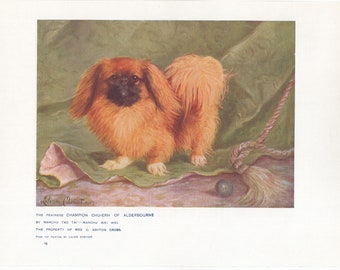 Grabado antiguo de un perro pequinés de 1907
