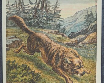 1929年 オオカミの版画 木版画 - オオカミの壁画 - 動物学版画