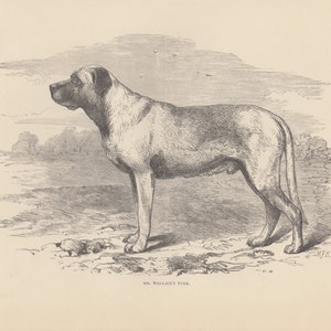 Early Mastiffs English Mastiff Dogs Large Breed Dogs Working Dogs Antique Dog Engraving Dog Print 1881