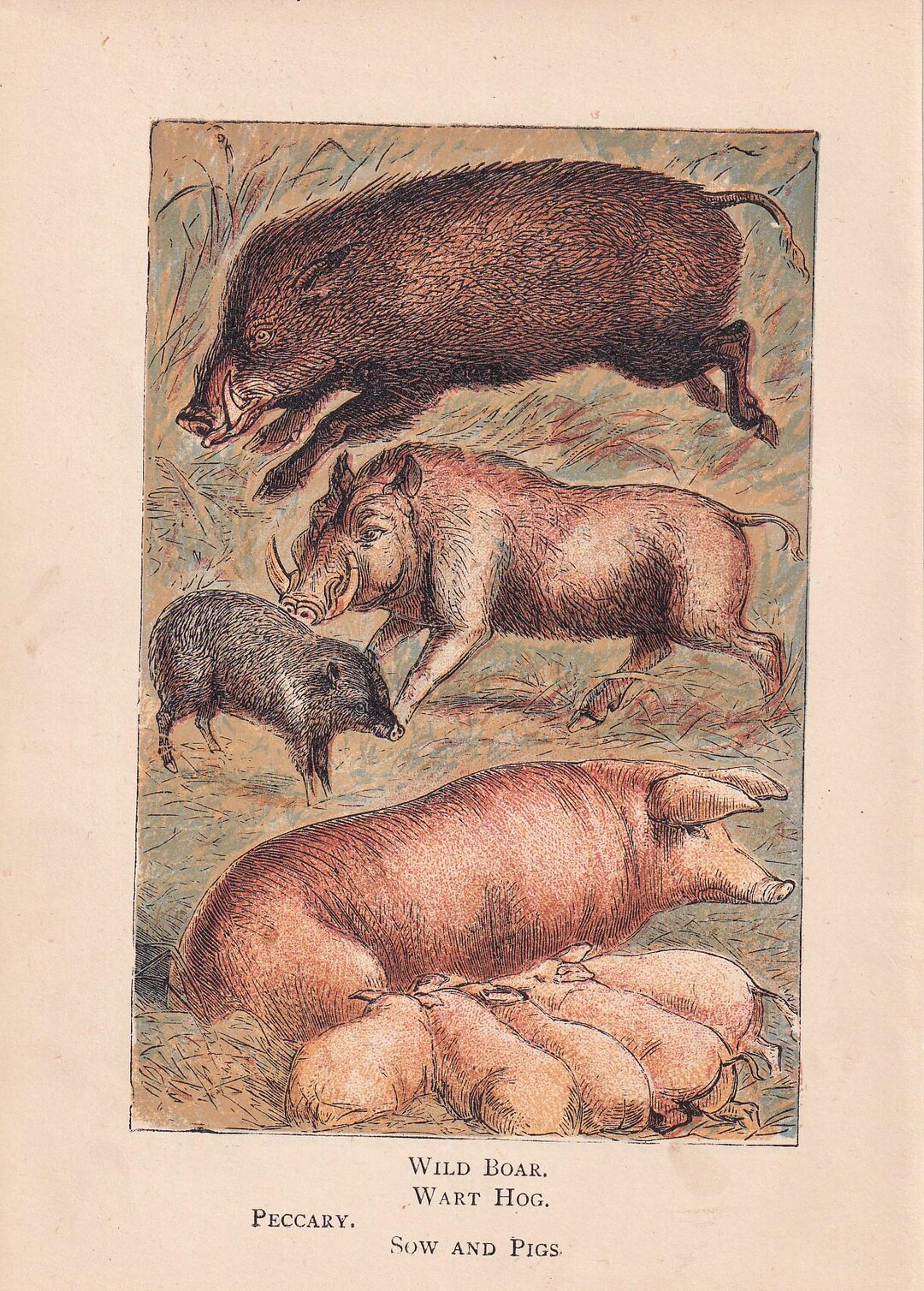 Antique Razorback Wild Boar & Domestic Pig Lithograph Print 1879 ...