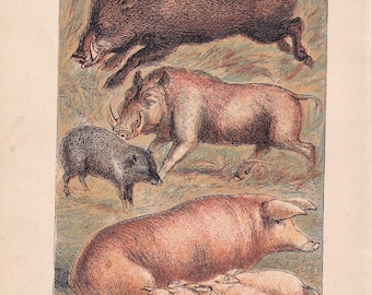 Antique Razorback Wild Boar & Domestic Pig Lithograph Print 1879, Natural History Wall Art