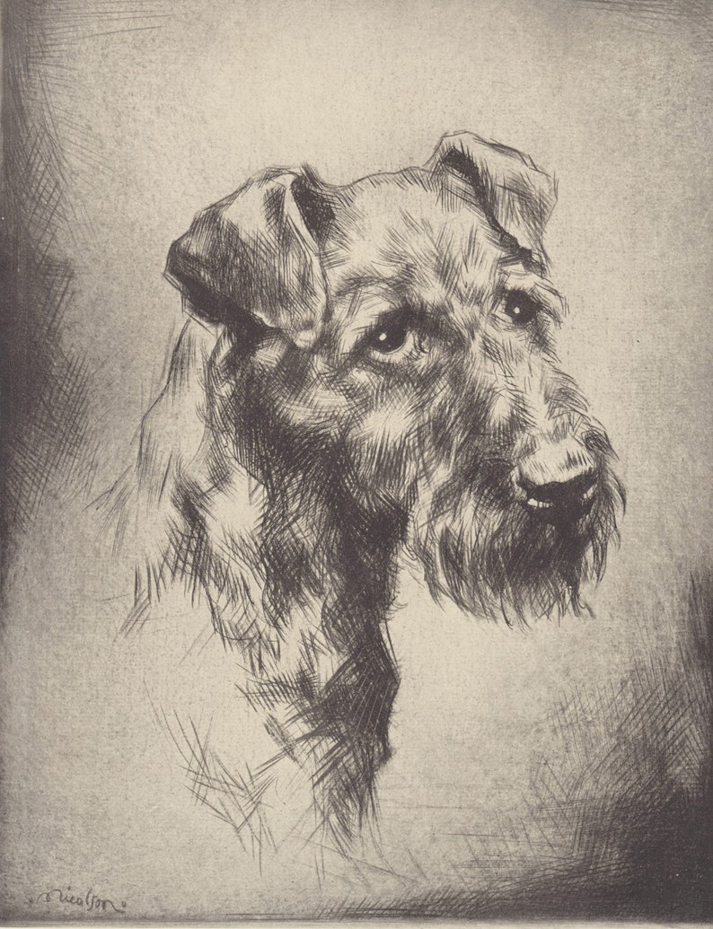 Wczesny Terier Irlandzki Pies Roczniki Teriery Stary Pies Sztuka Druk 1934