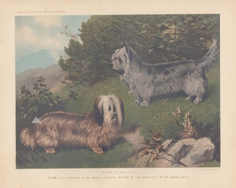 Early Skye Terrier Dog Terriers Pets Animals Antique Dog Lithograph Art Print 1881