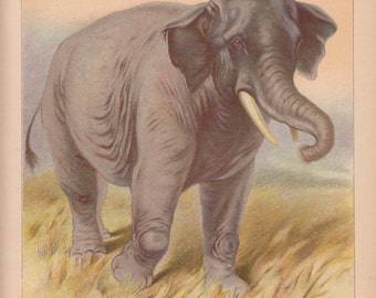 African Elephant African Animals Antique Lithograph Art Print  1892