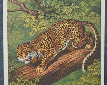 1900年 オリジナル アンティーク ジャガーがバクを狩る大型ネコ科動物
