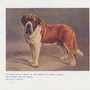 Early Saint Bernard Dog Show Champion &quot; The Viking &quot; Antique Dog Art Print 1907