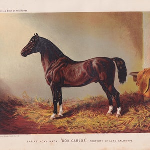 Early Equestrian Pony Hack Horse Don Carlos Horse Lithograph Equine Animals Art Antique Print 1873